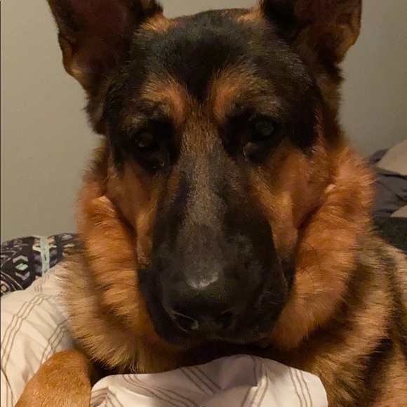 Meet your Posher, Krickett - Picture 1 of 1